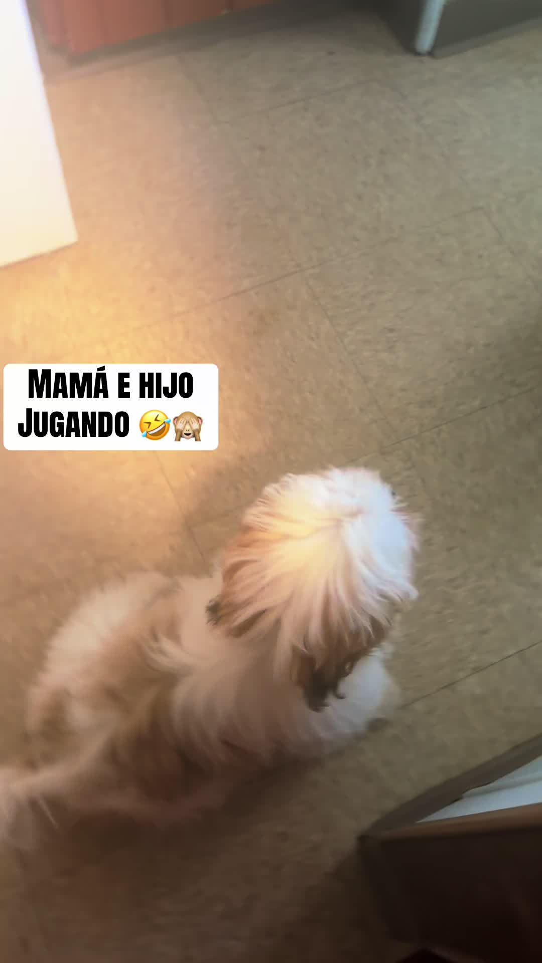 @Crisp&iacute;n_y_mia_shihtzu_puppies.