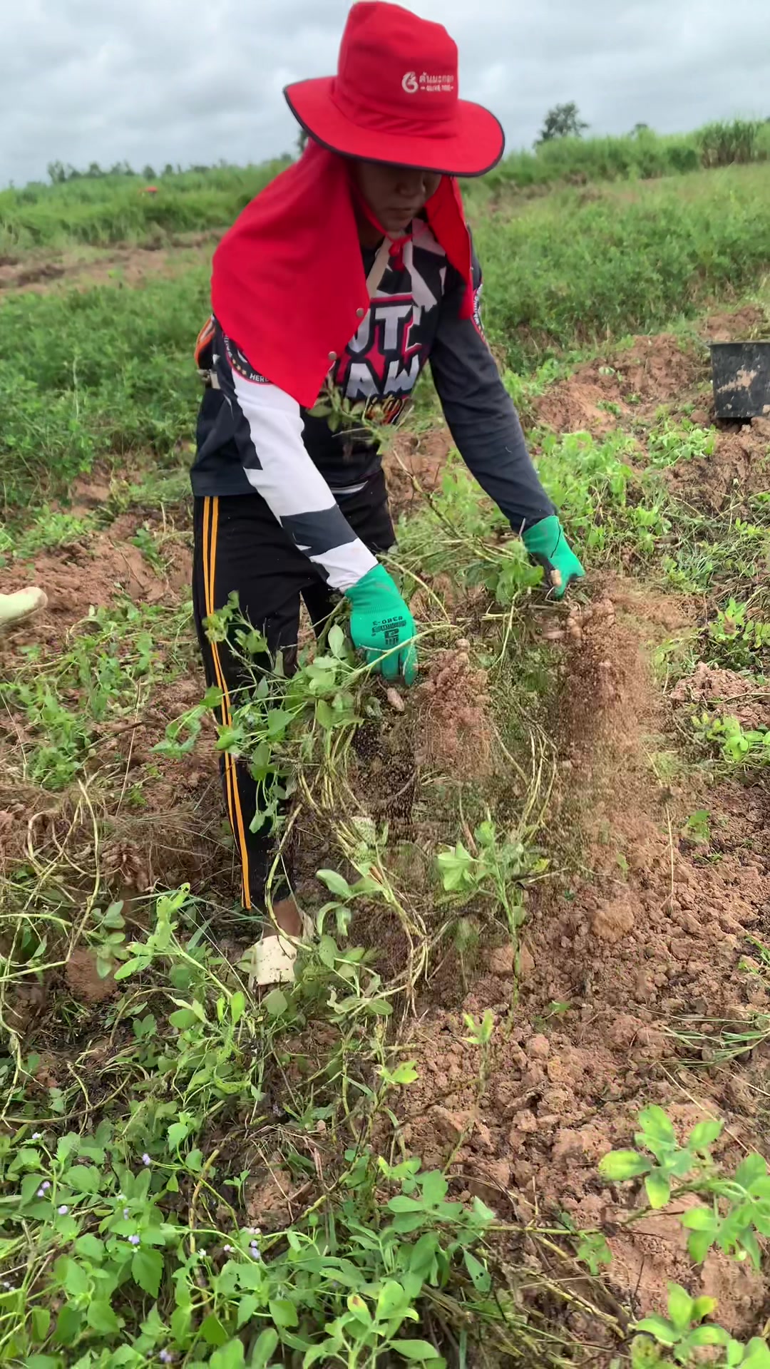 @โย ลูกเขยชาวไร่👨🏻🌾