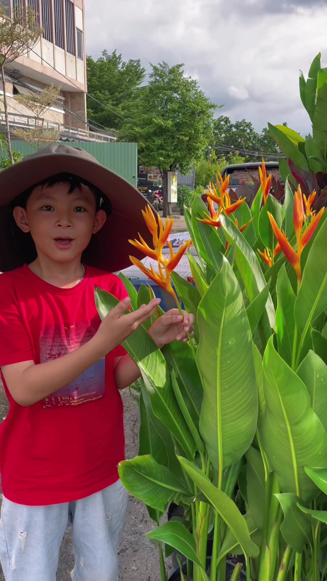 @C&acirc;y Xanh Phong Hồng