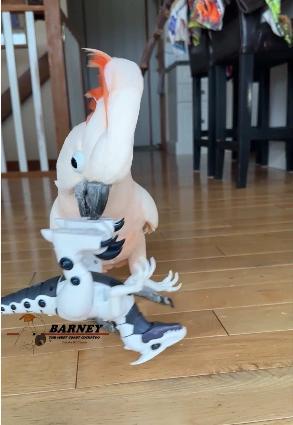 @Barney the West Coast Cockatoo