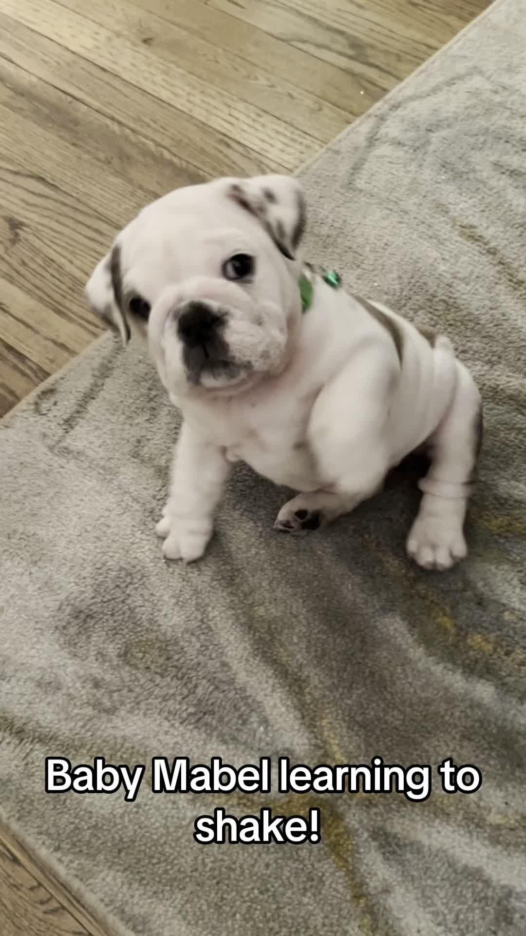 @MabeltheBulldog
