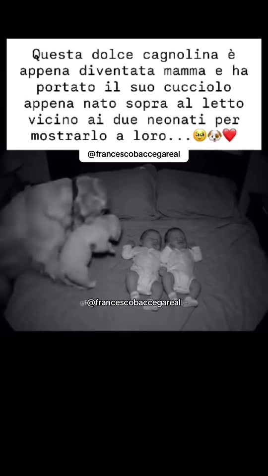 @francescobaccegareal