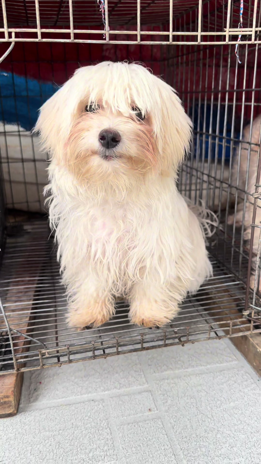 @KENNEL+๐พ