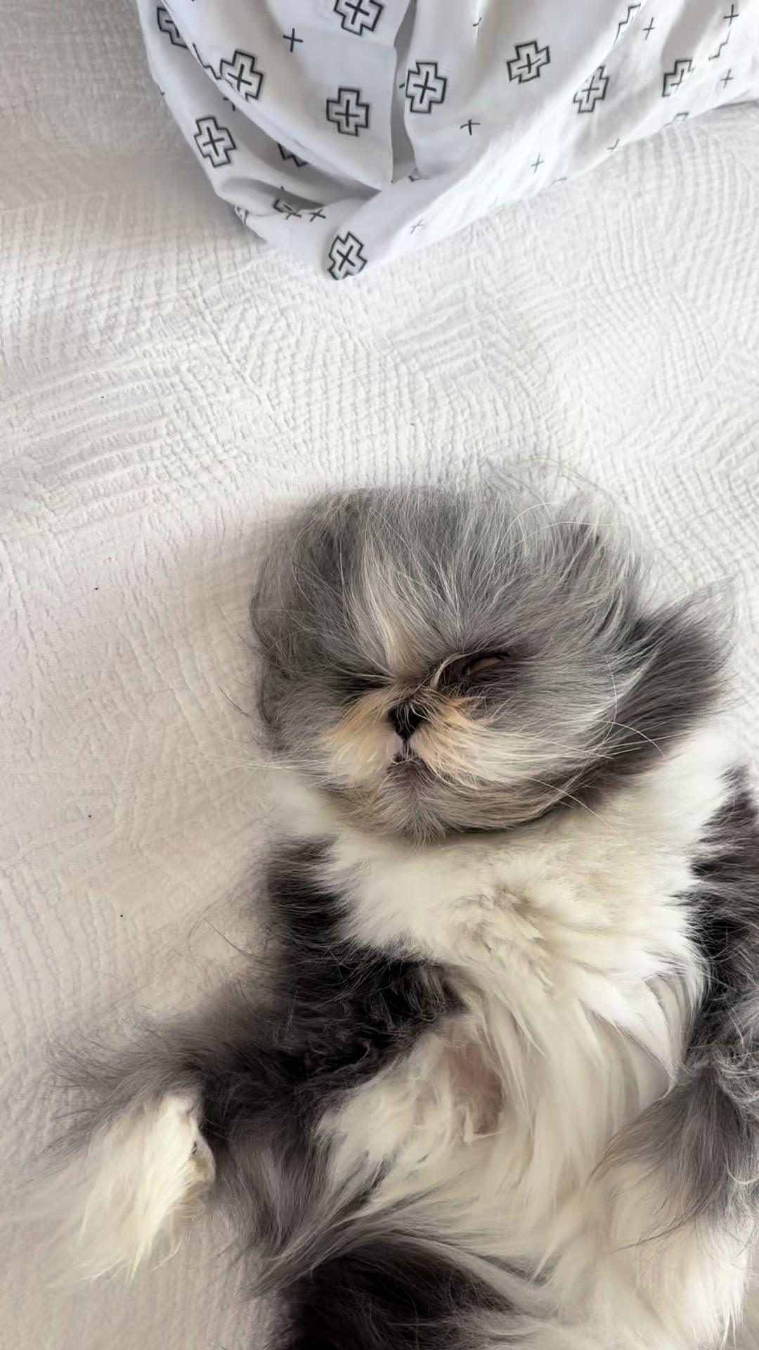 @atchoumthecat