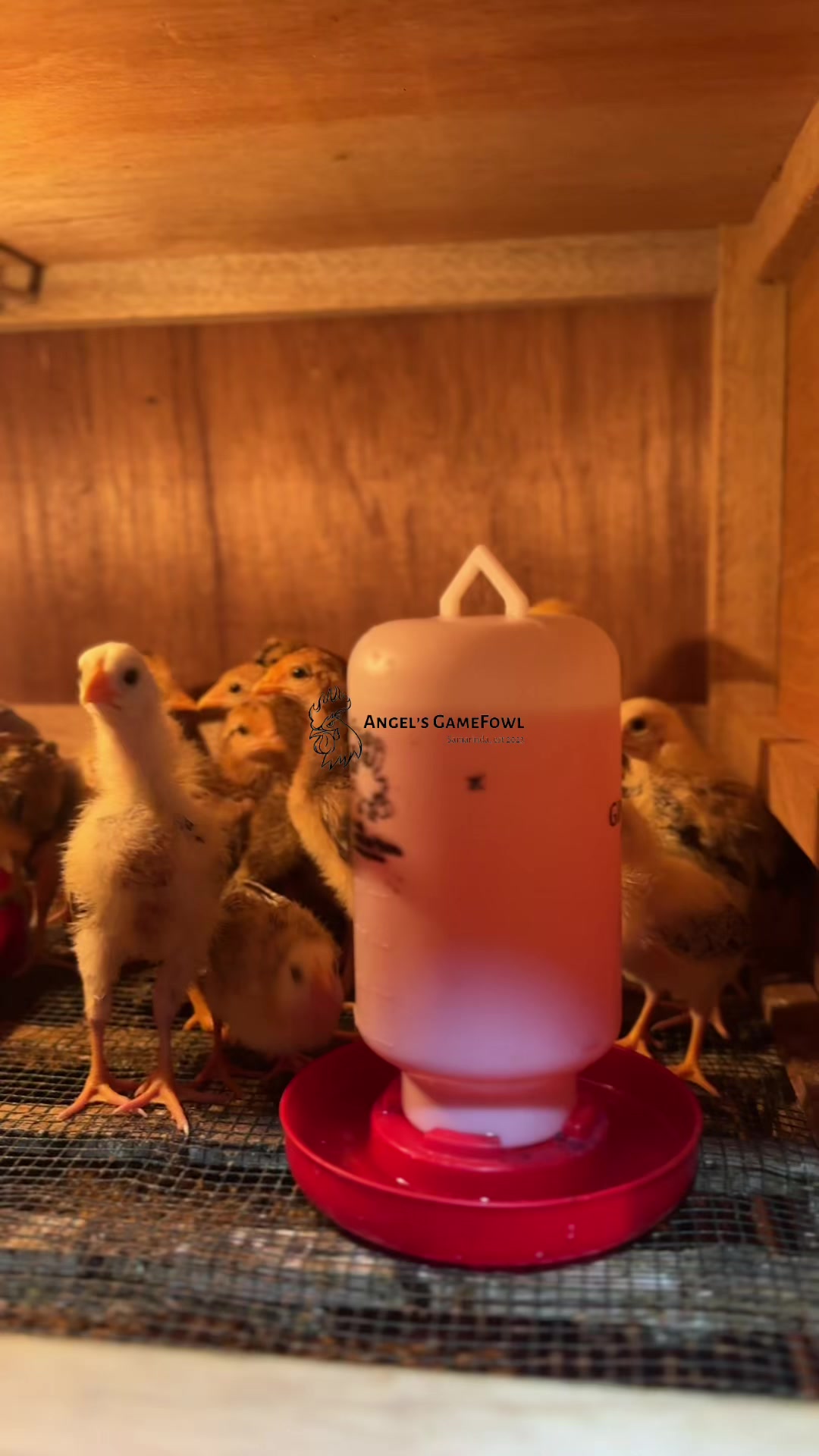 @angelsgamefowl88