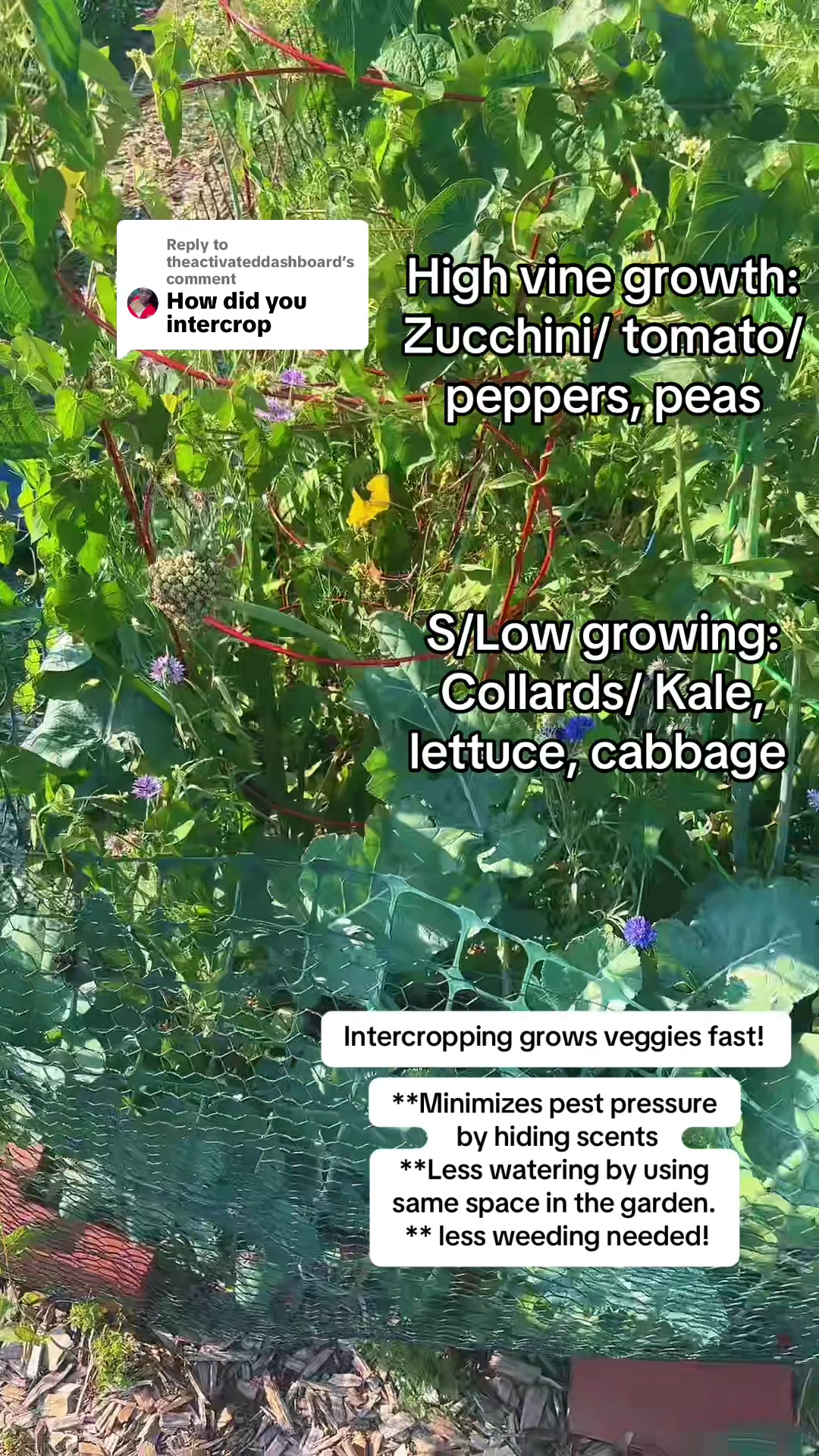 @greengirlgardens