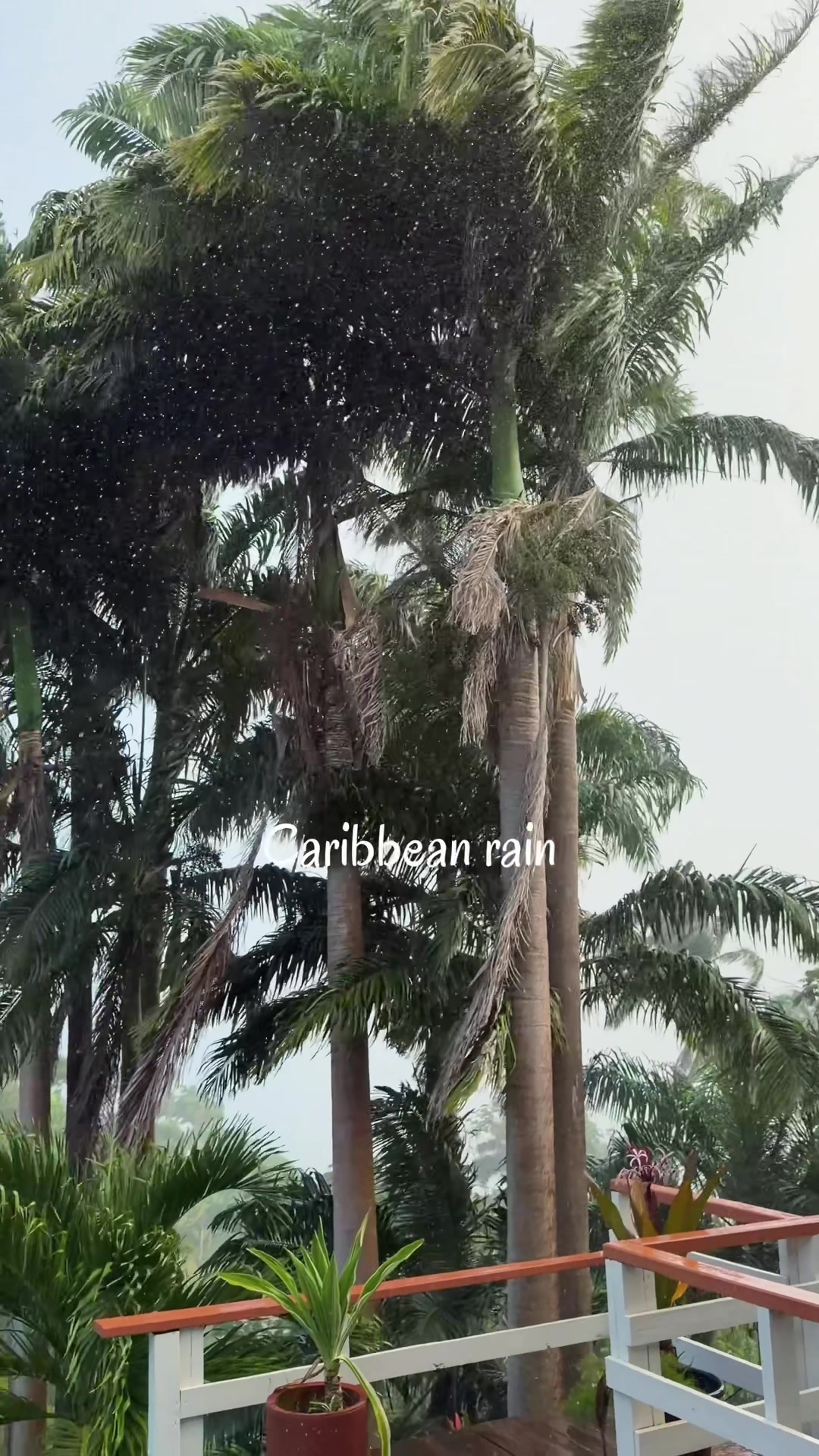 @Trini Surfer™️🇹🇹