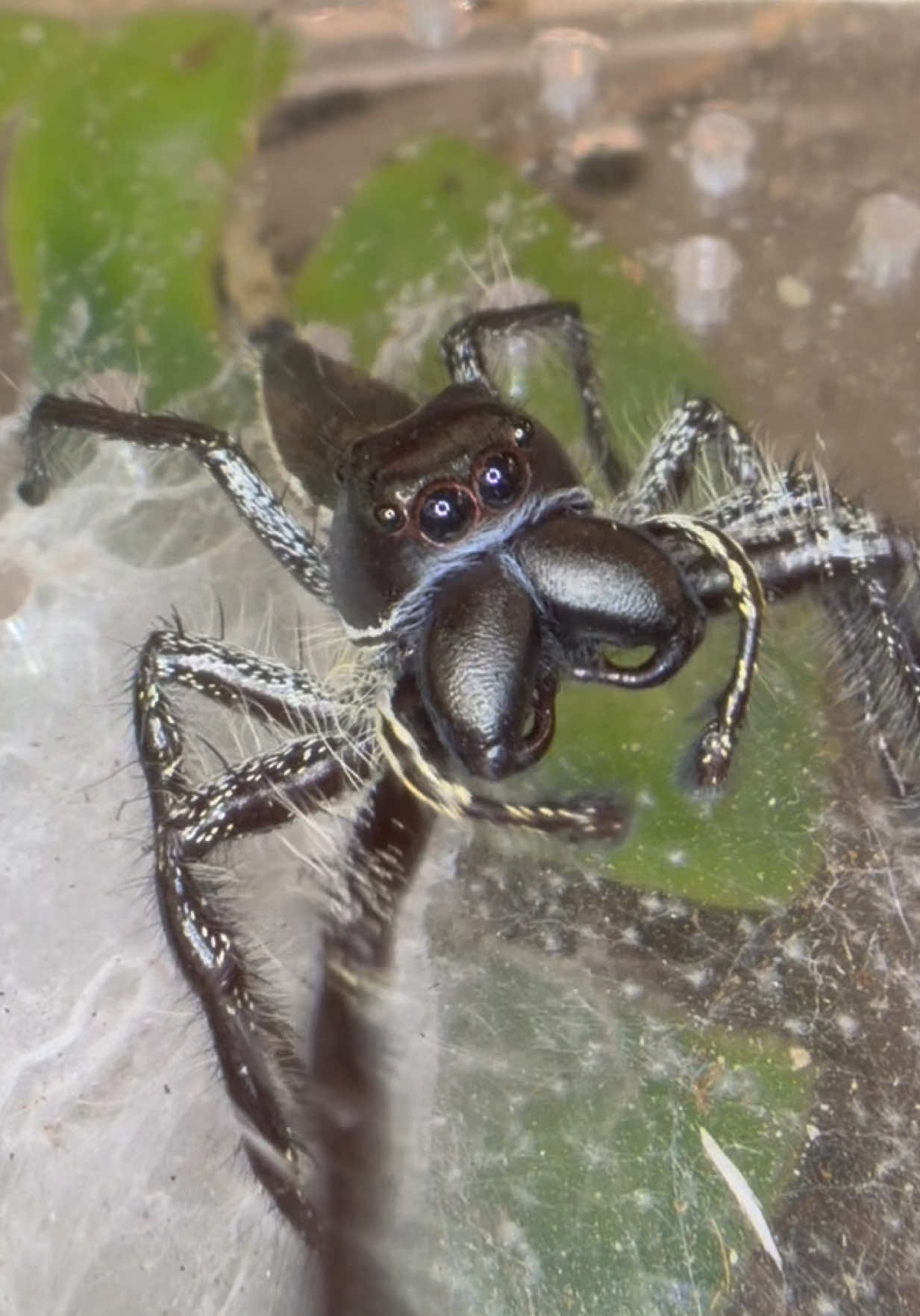 @Spider Conservatory