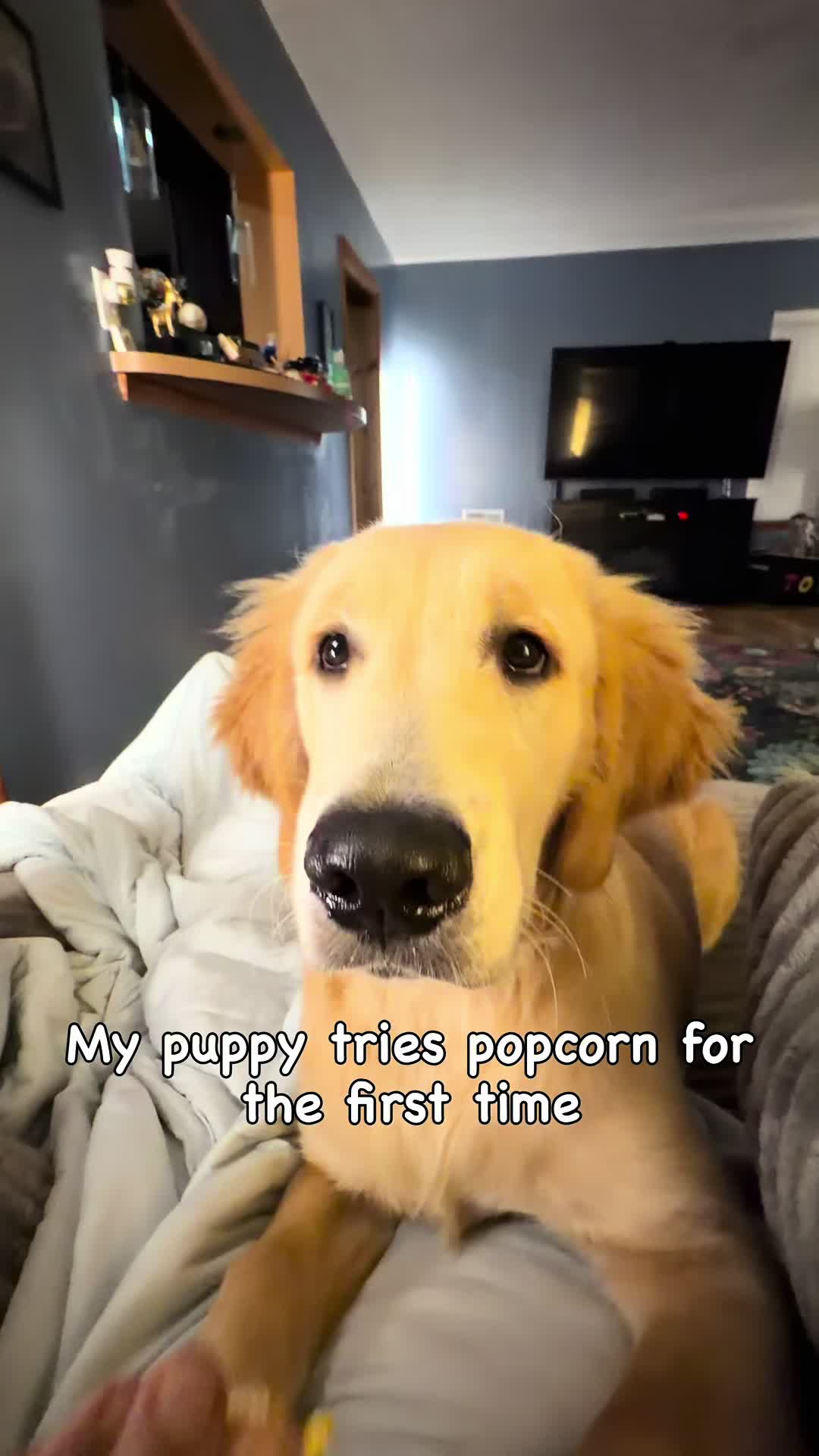 @Koda, Harley, and Brody