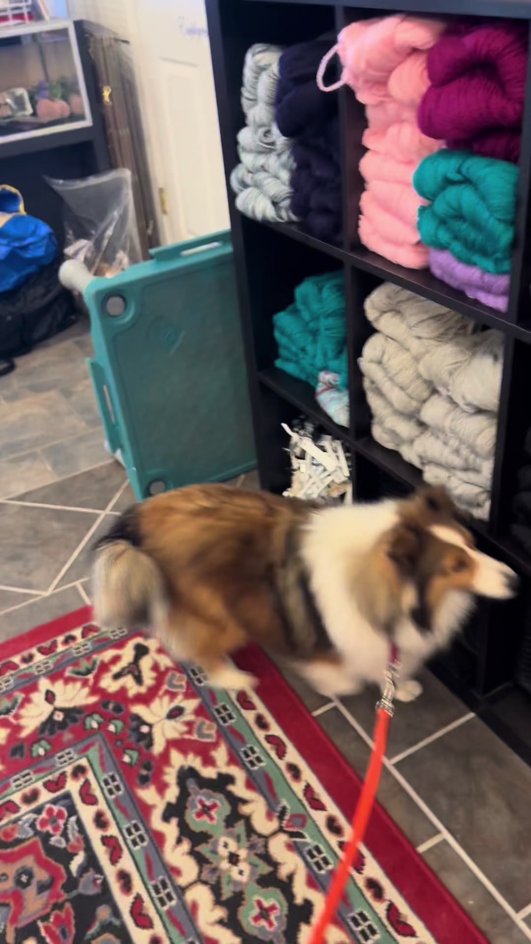 @Heather Discovery Canine Adv.