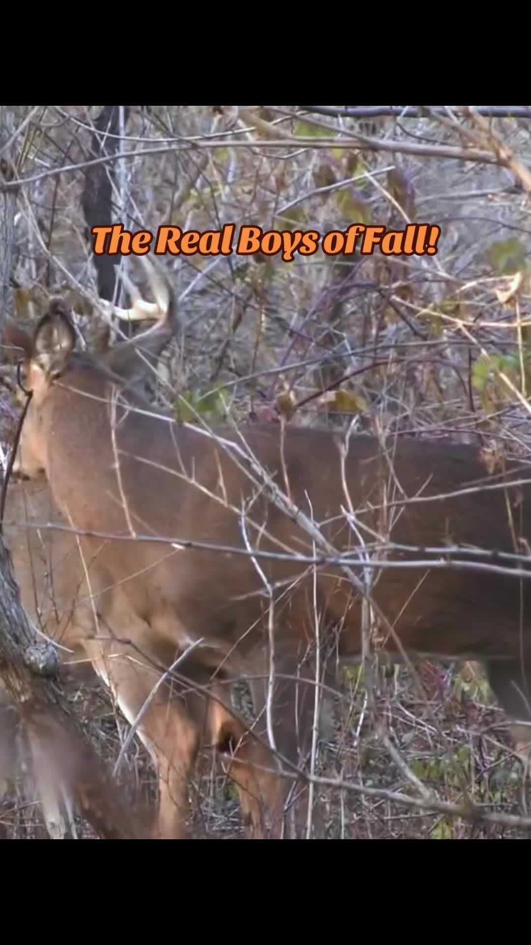 @🦌 Megabucks Outdoors 🦌