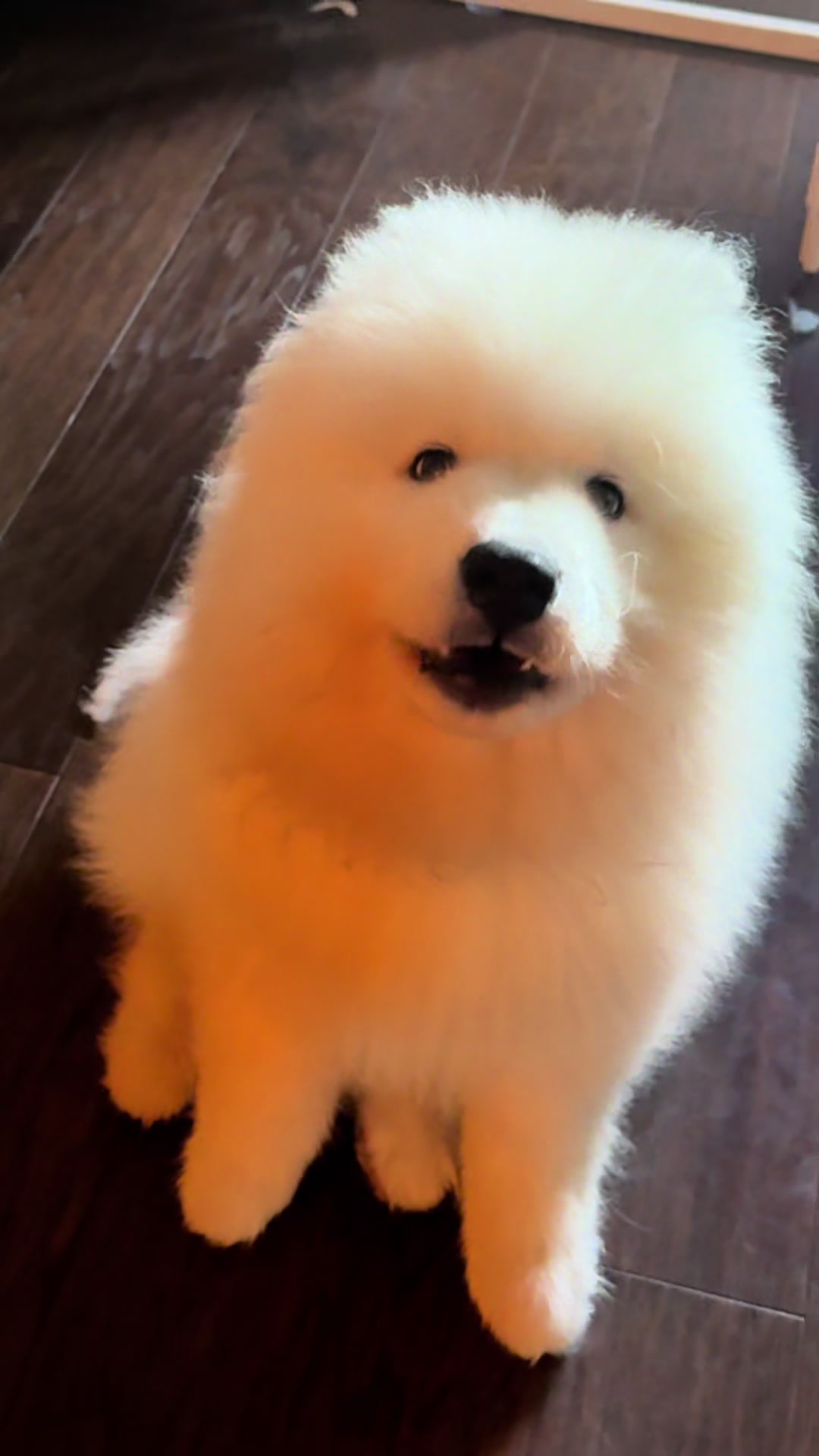 @Mishka the Samoyed