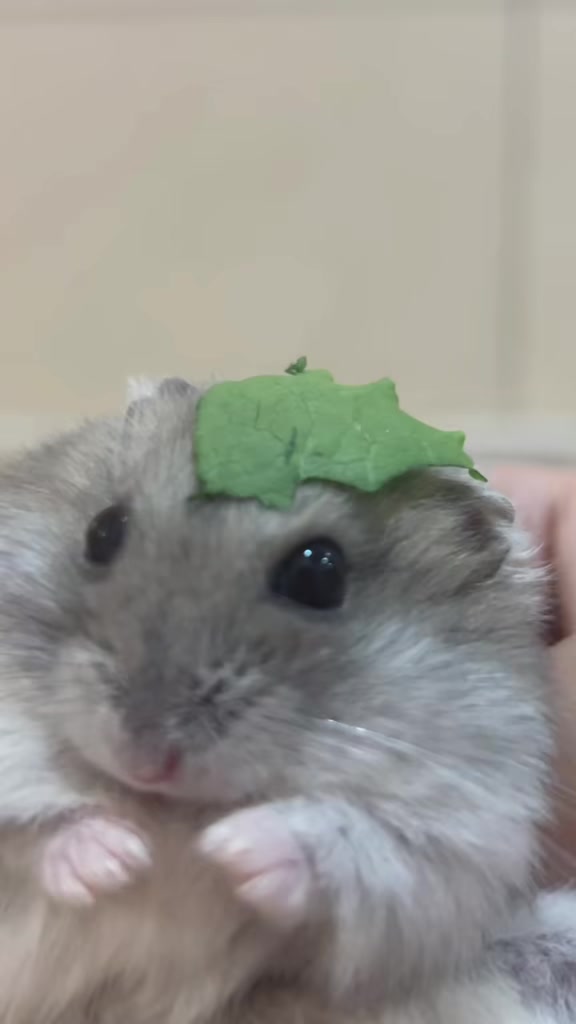 @𝒆𝒍𝒍𝒂✨