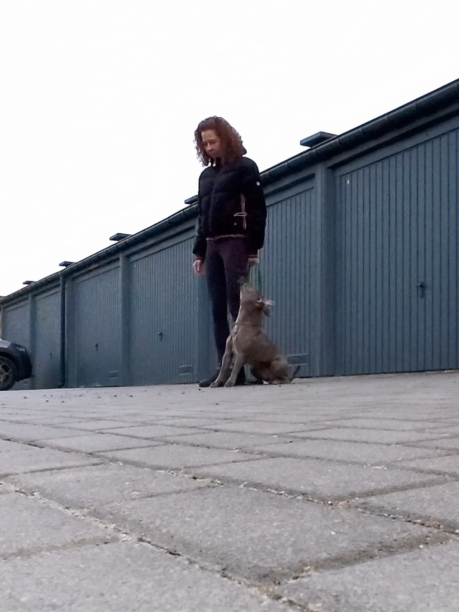 @IGP Dog Mando