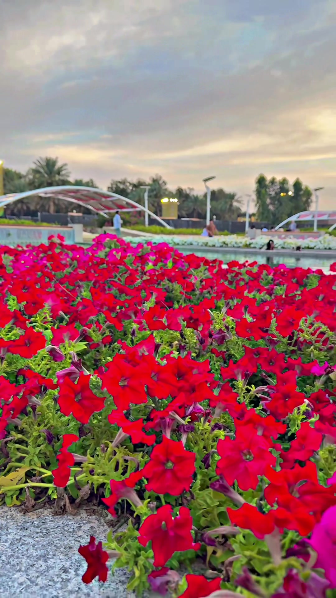 @Discover Al Ain 🏝️