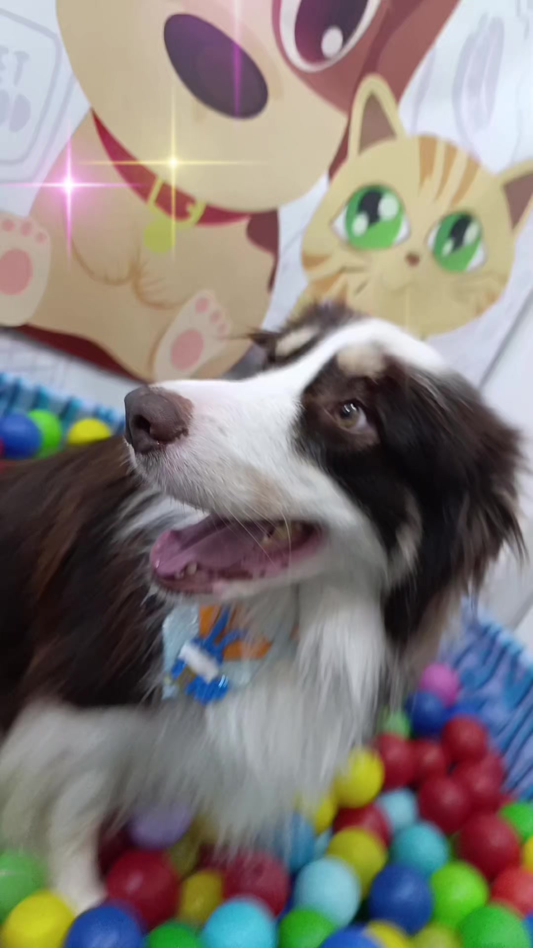 @Dog Ville Petcare