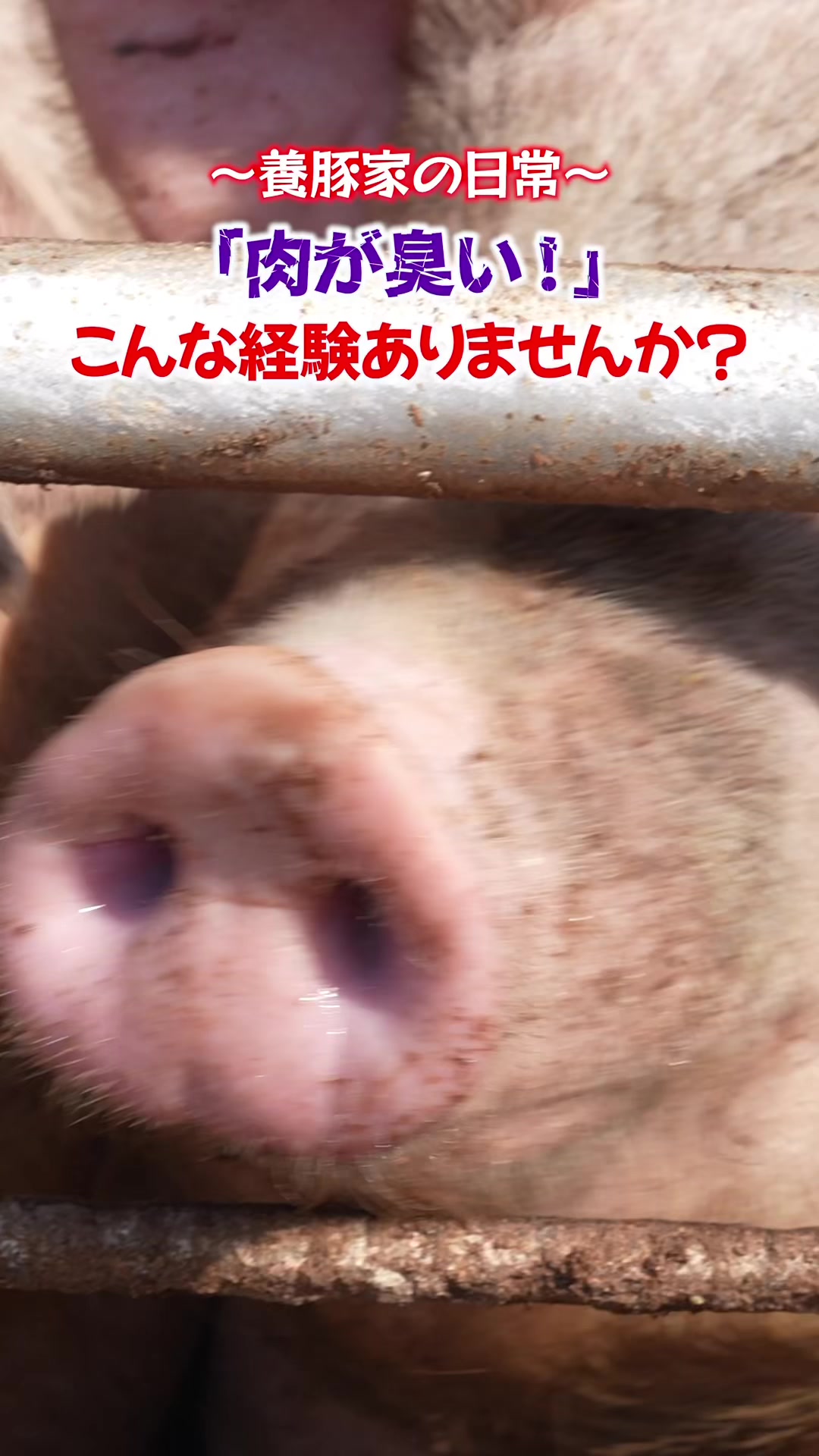 @小野友也ブタのお兄さん『命の恵』