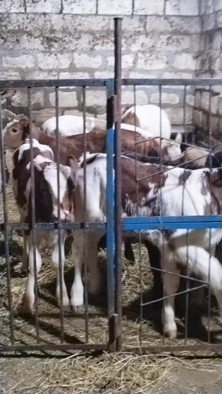 @Сарван 02