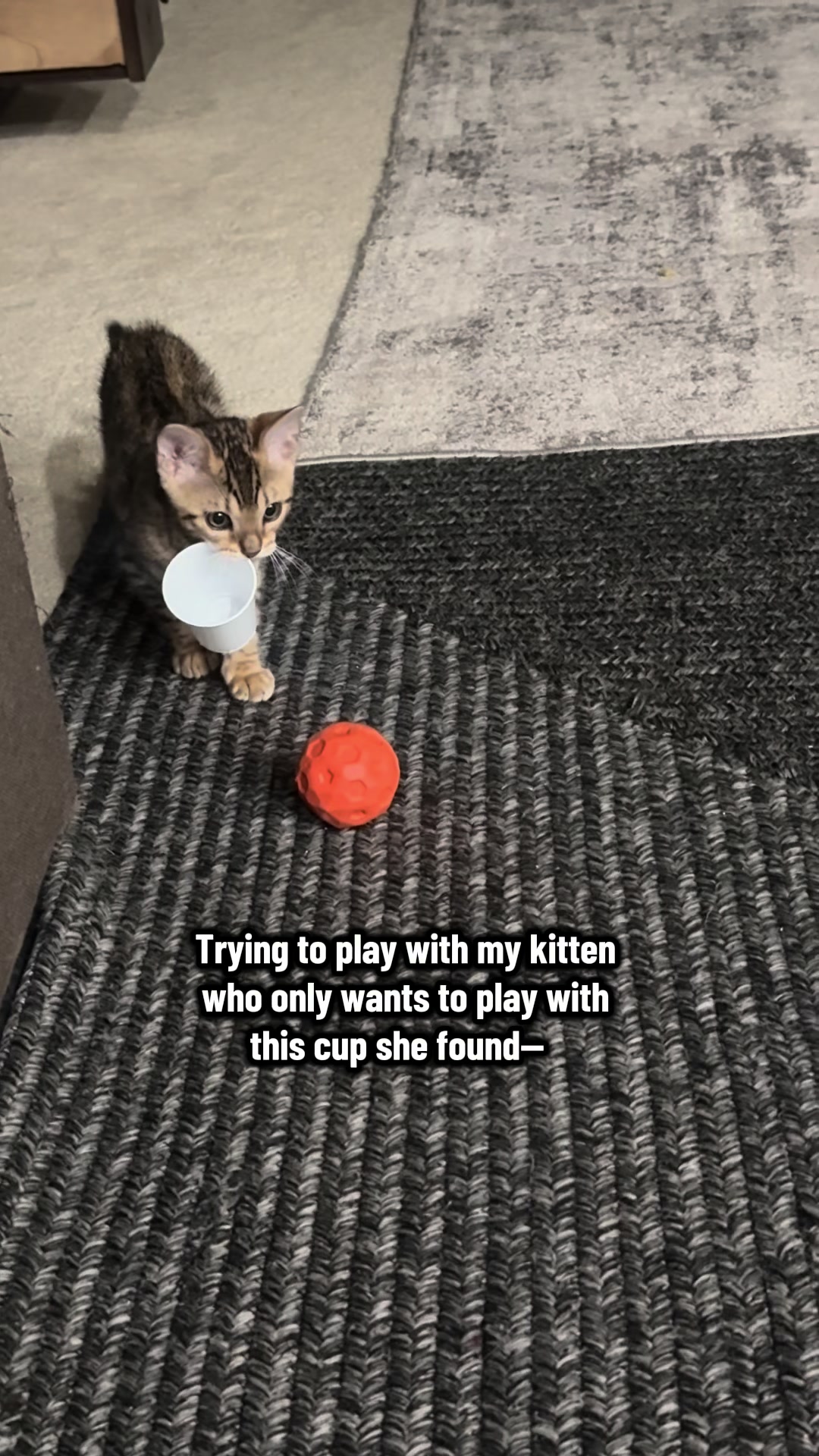 @The Kitten Spot