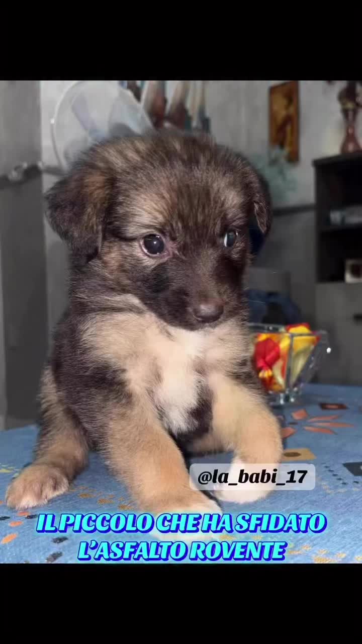@la_babi_17