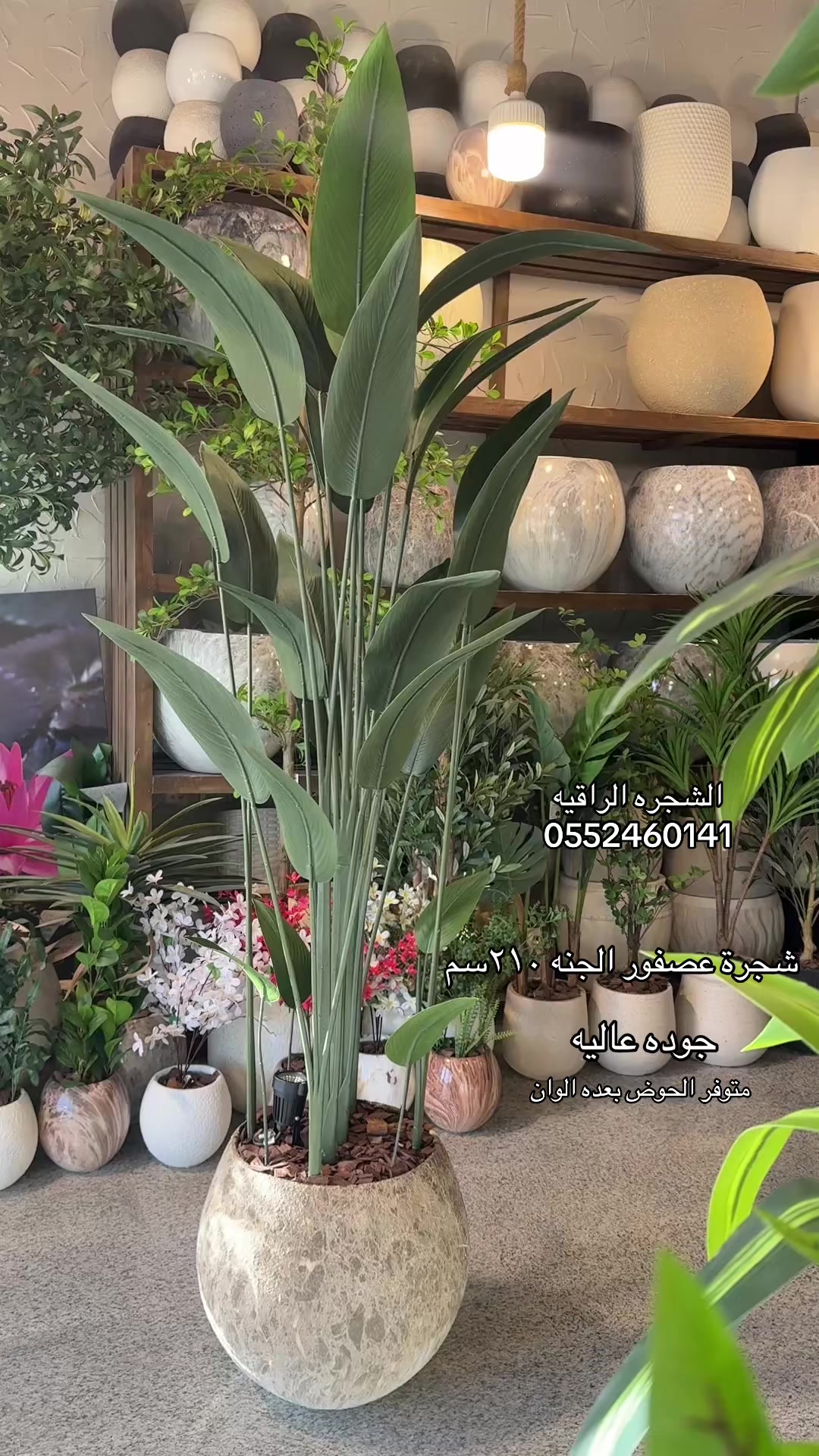 @الشجره الراقيه(زهور المملكه)🌴