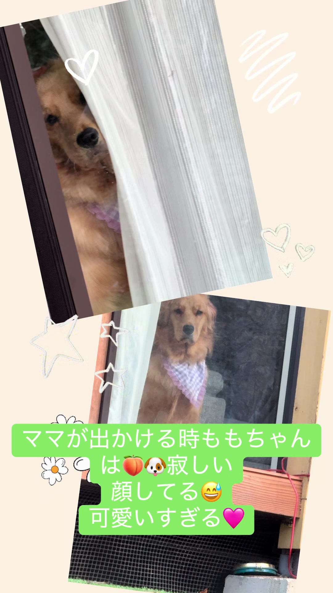 @ACIKA🇯🇵🇲🇨MOMO🍑🐶