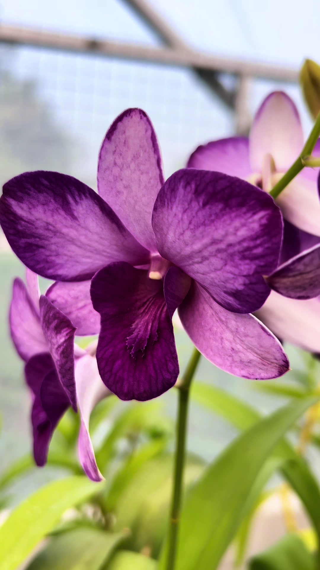 @Anggina Orchid
