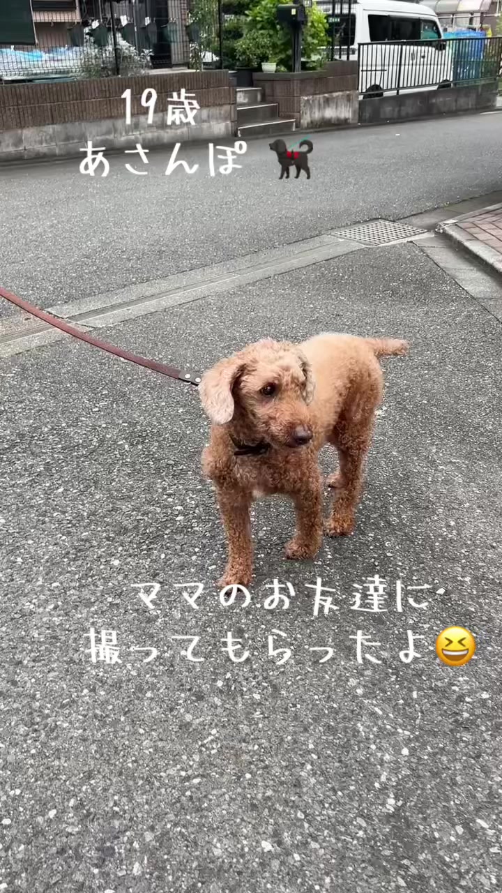 @ルイママ