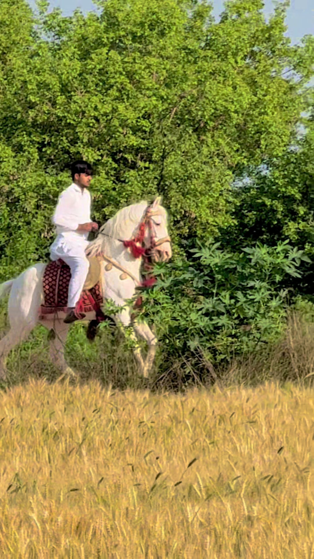 @Ch Fehan Gujjar
