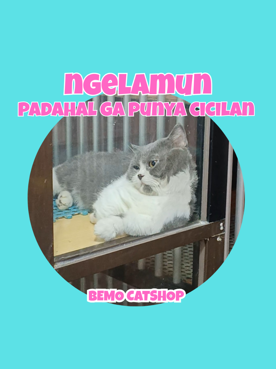 @Bemo Catshop