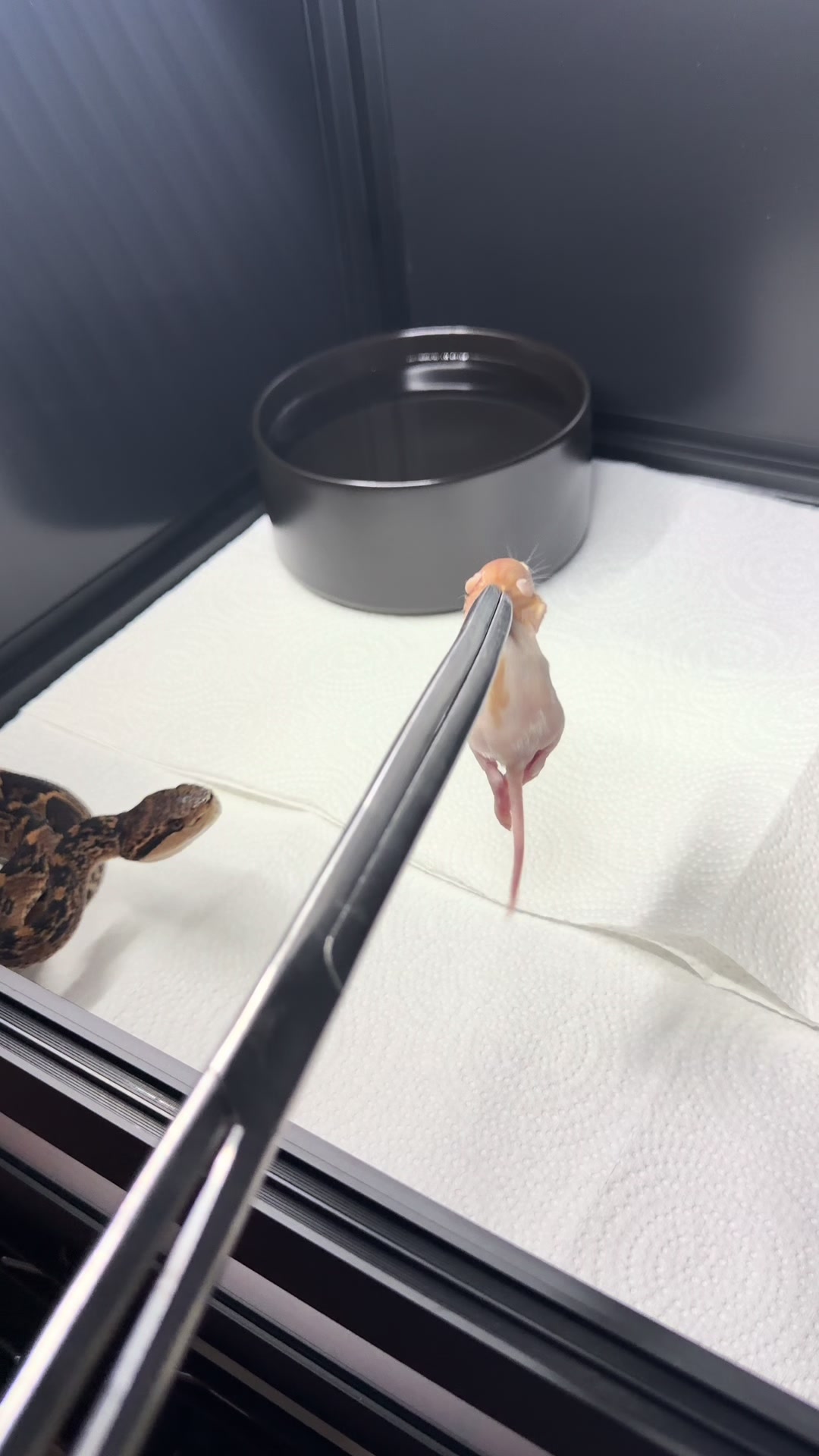 @SavageryReptiles