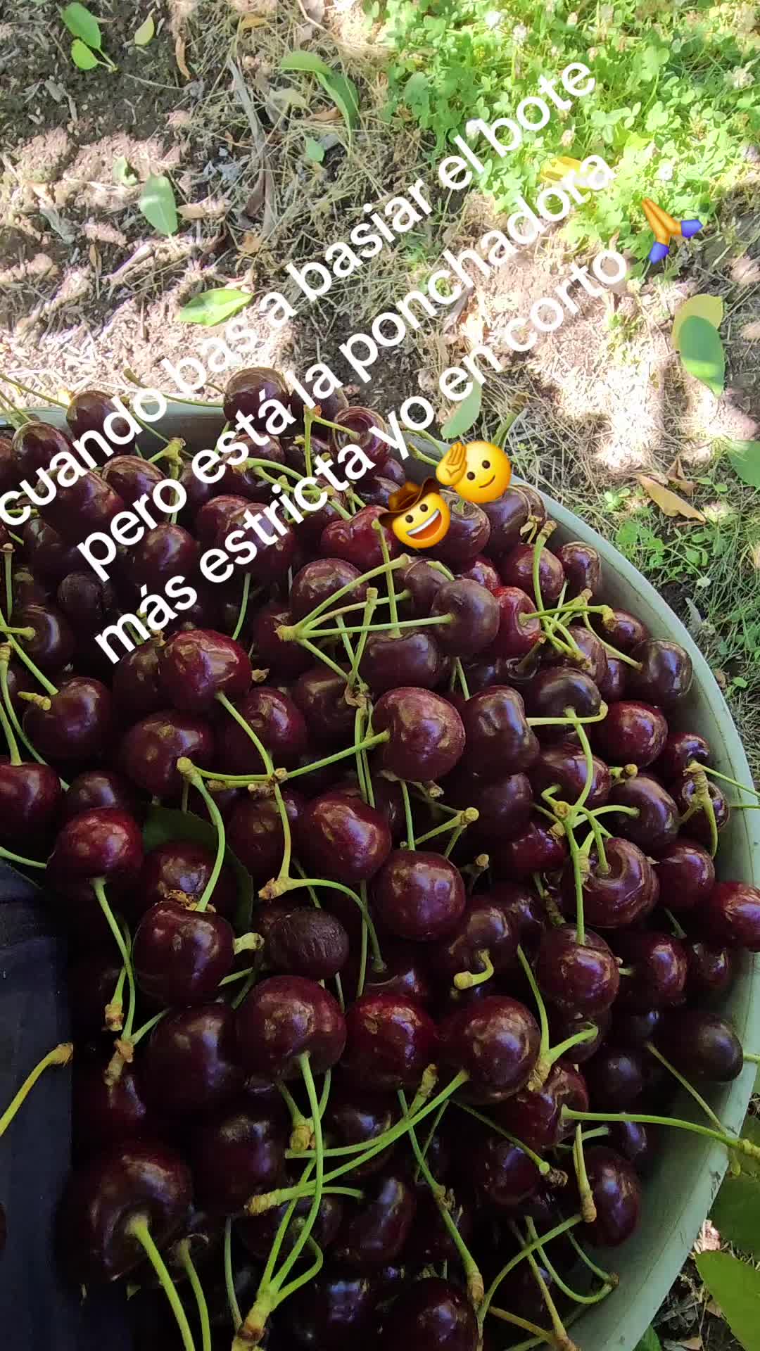 @fulgencio🤠