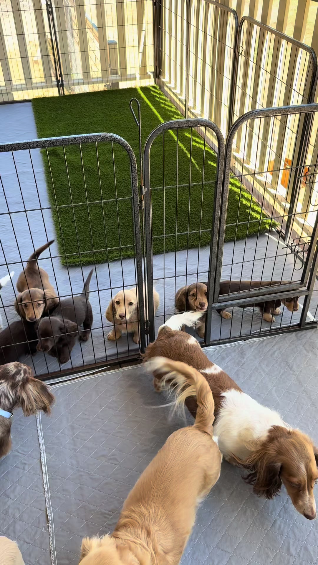 @Dachshund Dynasty