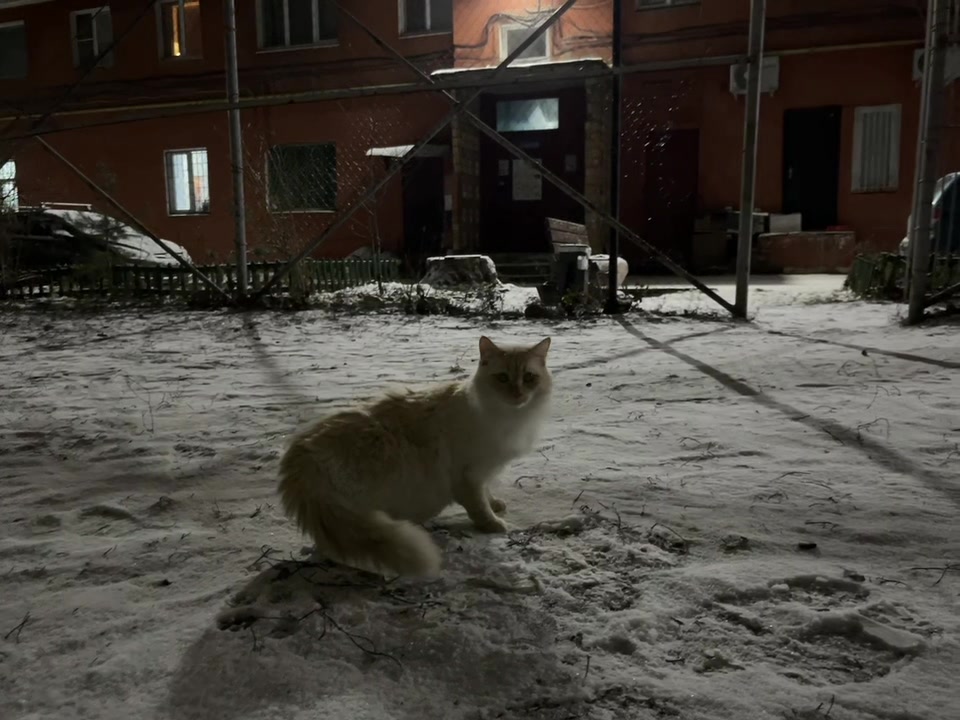 @°❀⋆.ೃ࿔*:・°❀⋆.ೃ࿔*:・ 7\