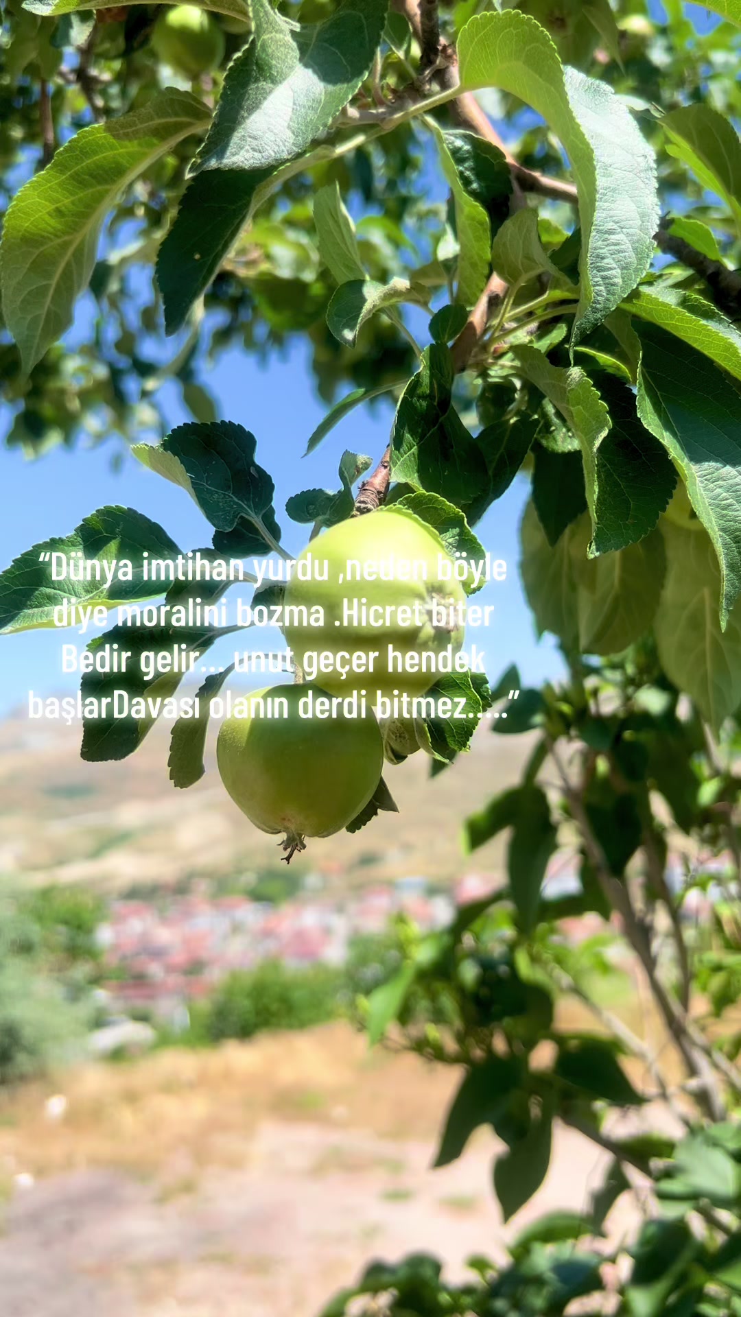 @dilekveli