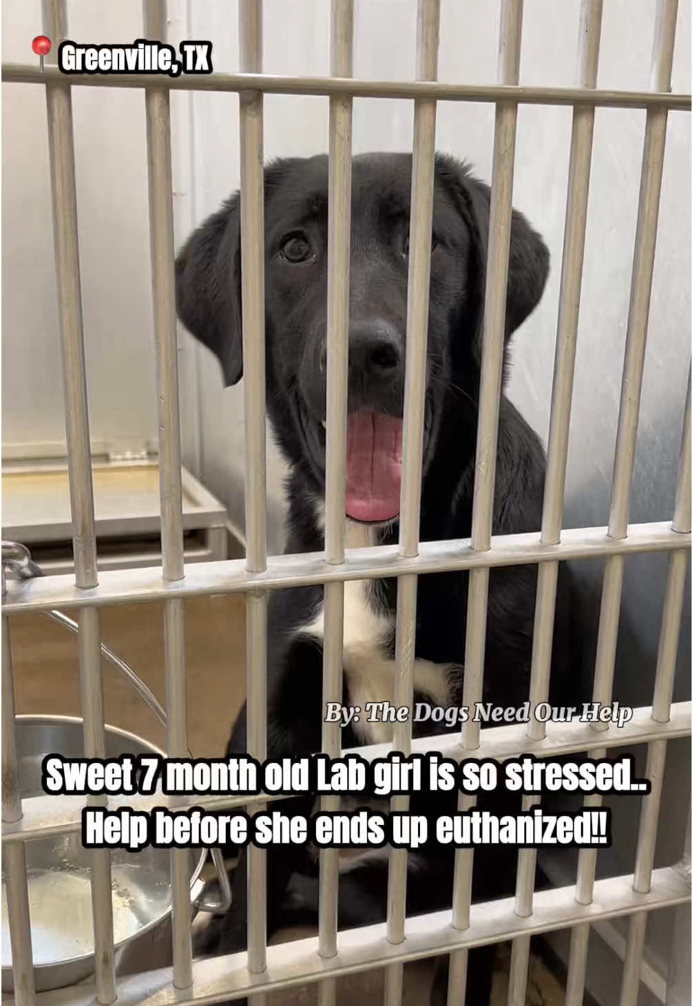 @The Dogs Need Our Help