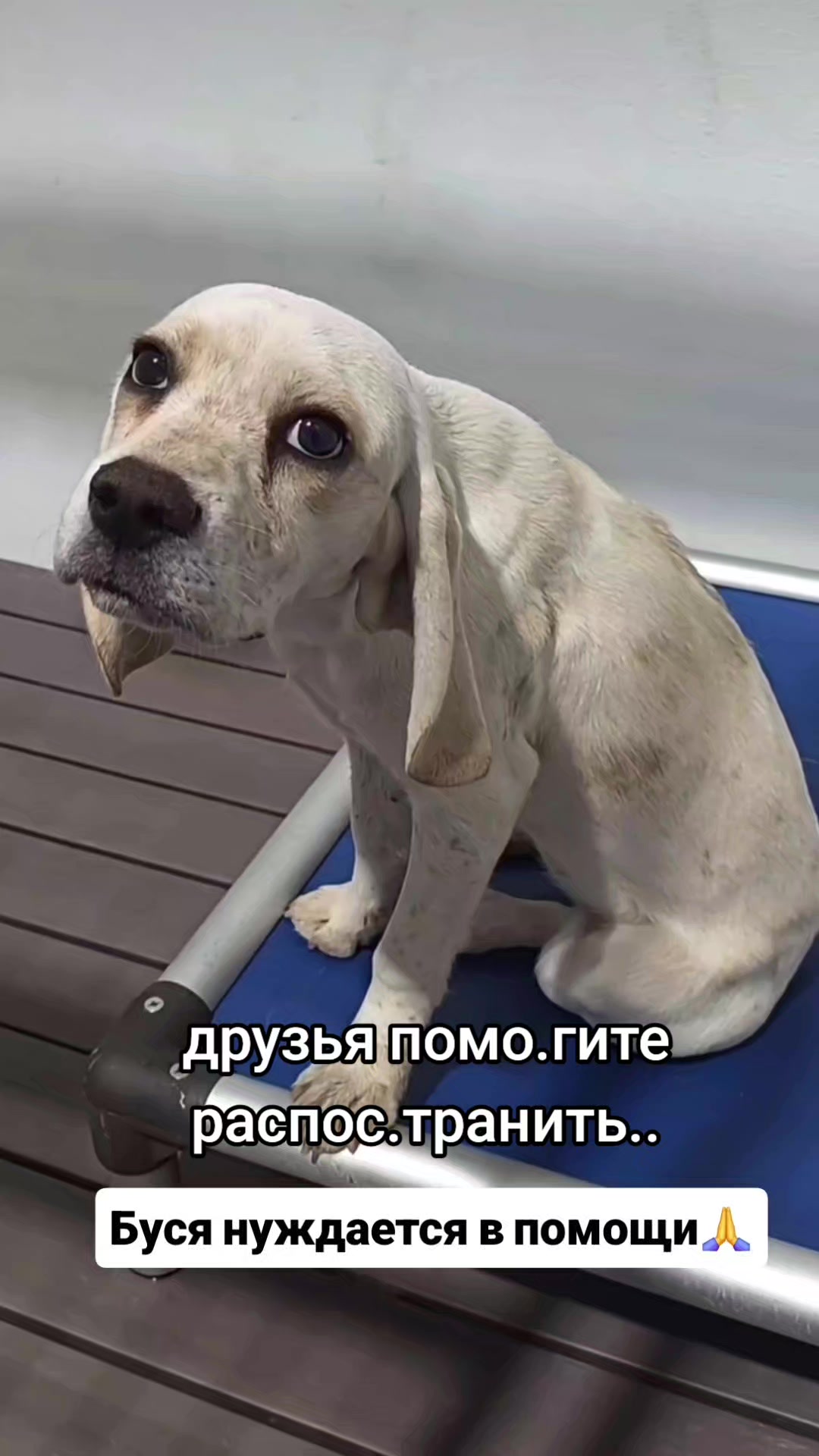 @animal