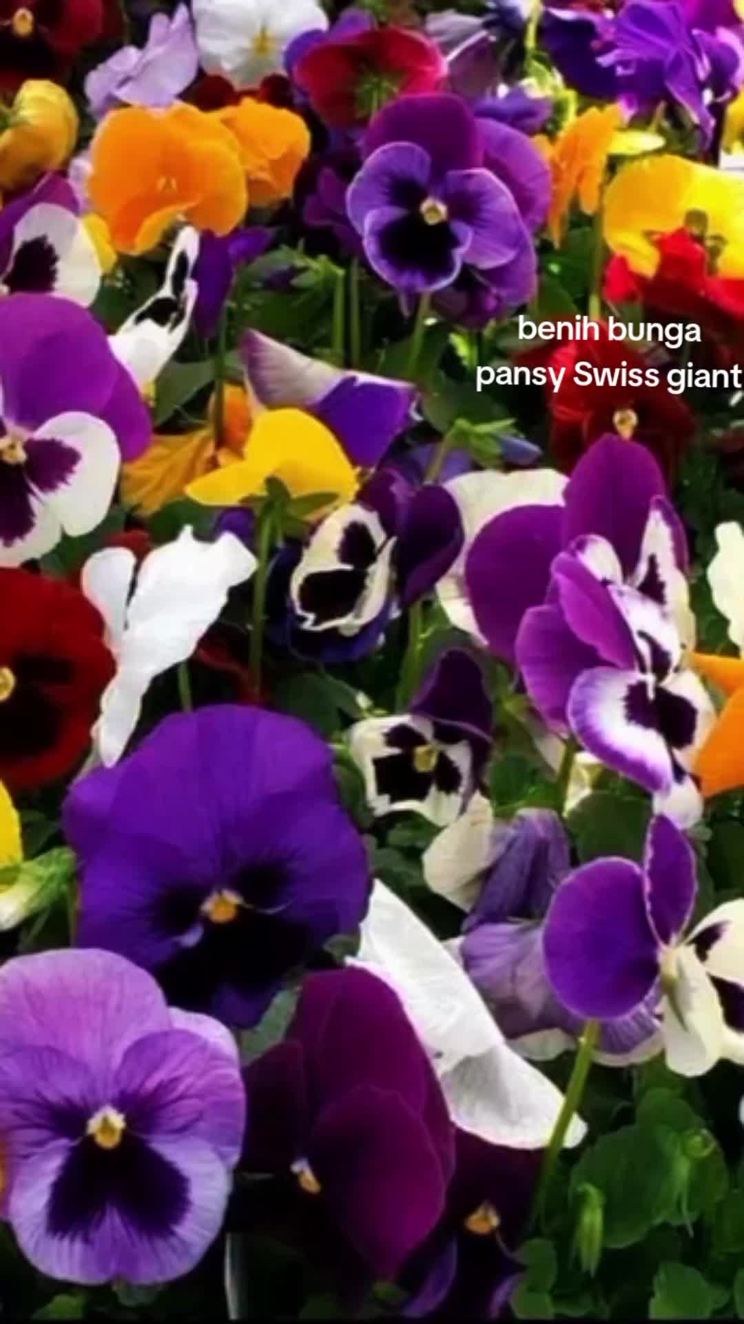 @NUNUNG INSANI