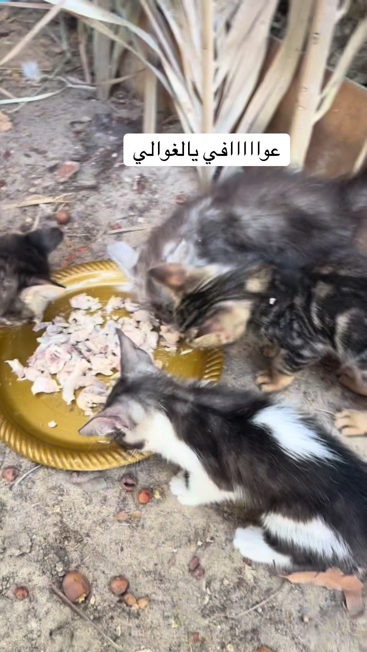 @ashkaltbiah