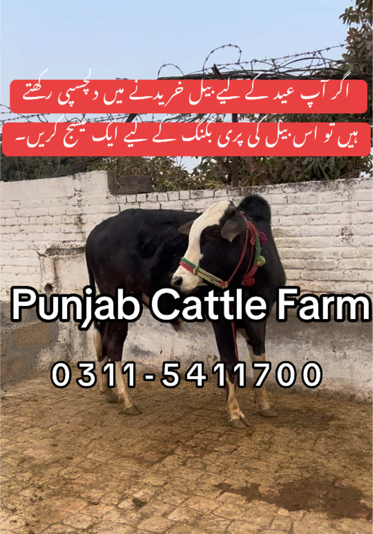 @Junaid Alam Butt