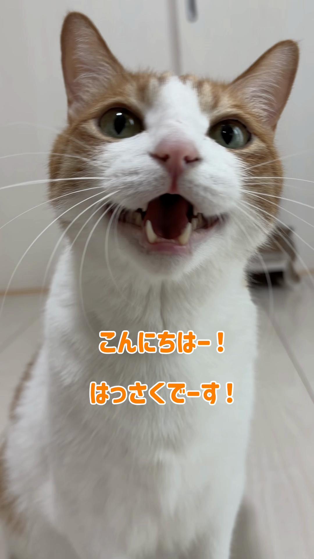@猫のはっさく
