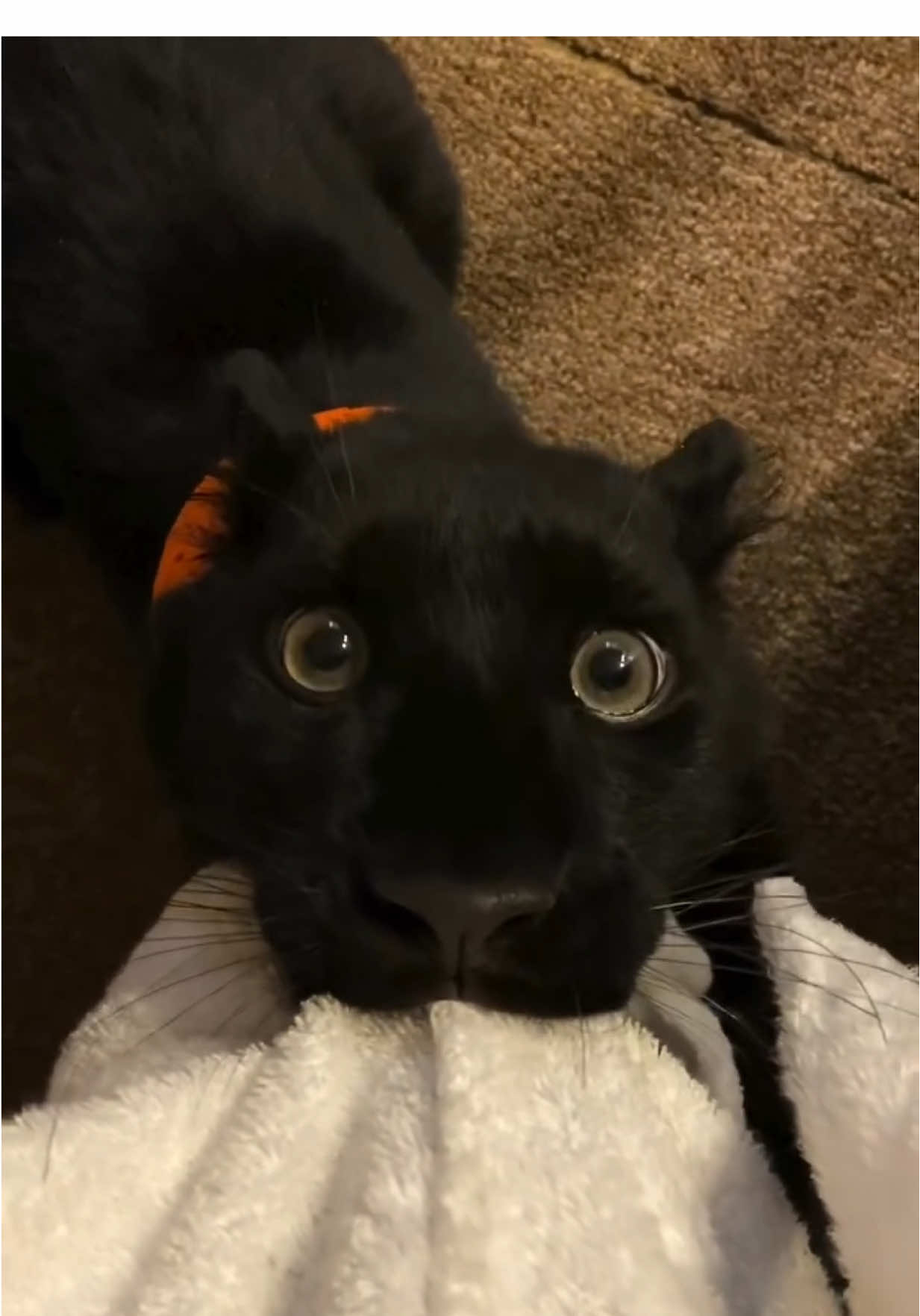 @Luna_the_pantera