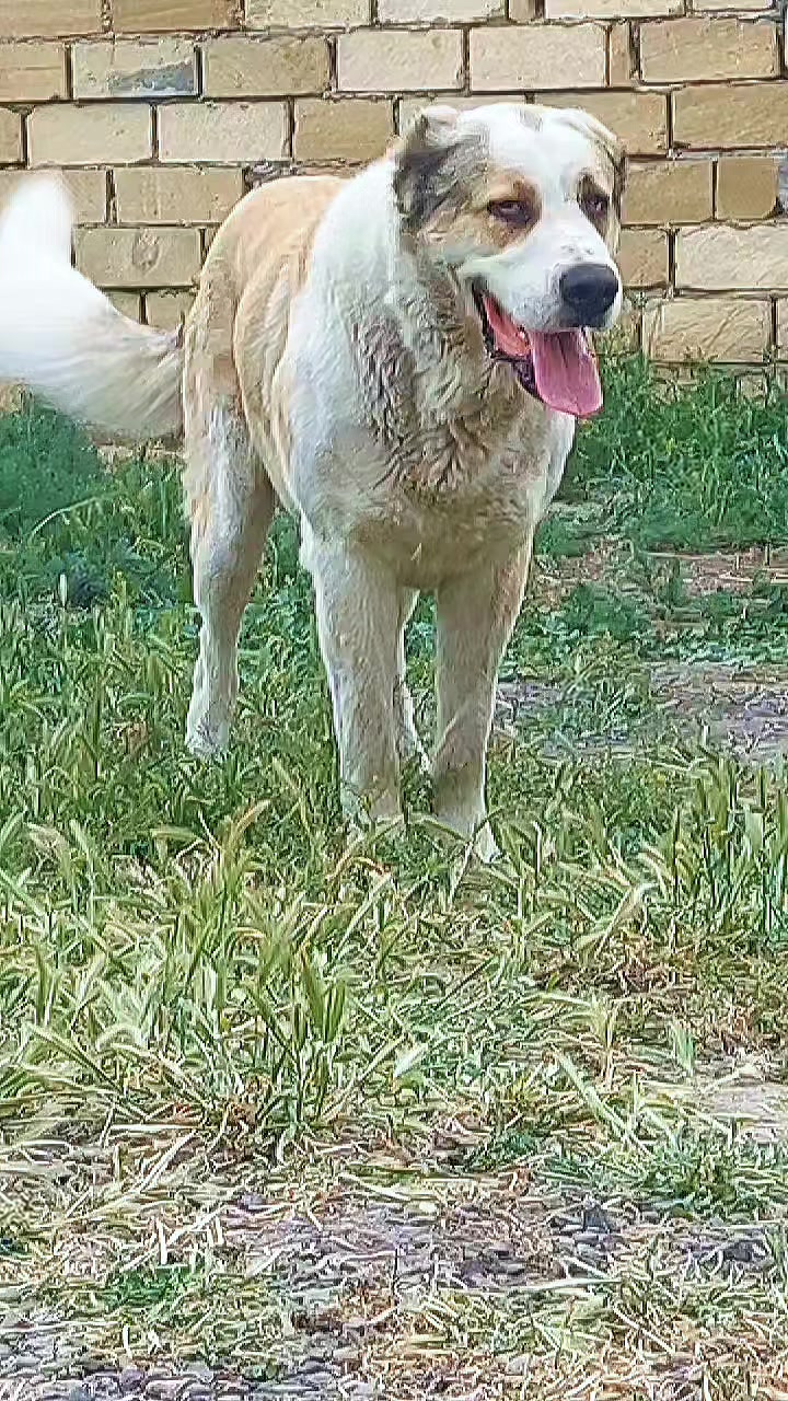 @Elşad__007