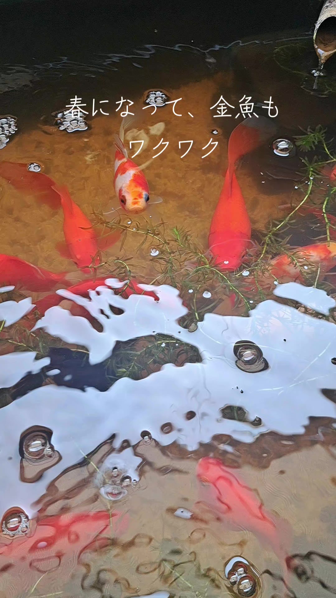 @タケヤッコ