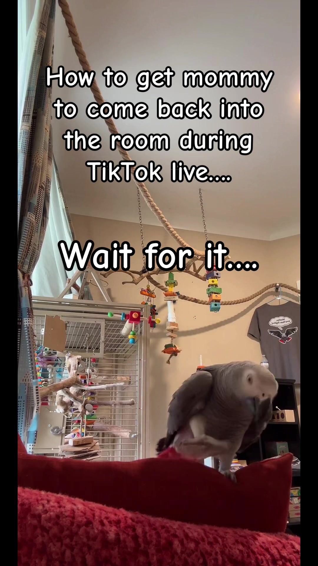 @thehinzoo