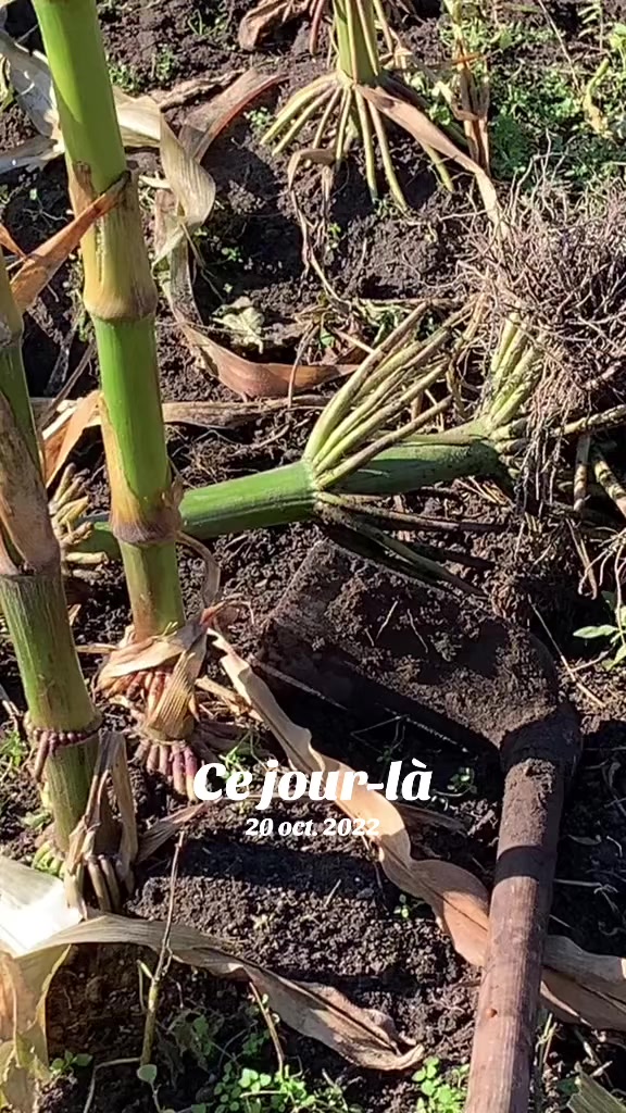 @Ikirundi CAbarundi