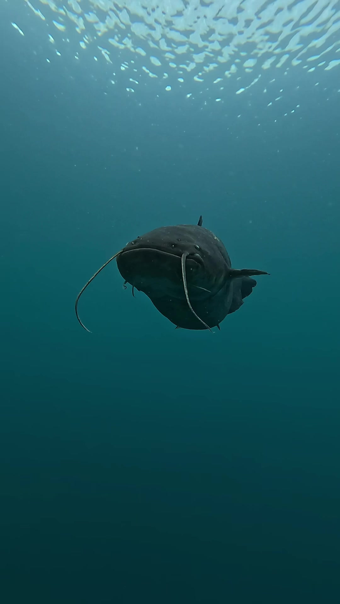@DIVE