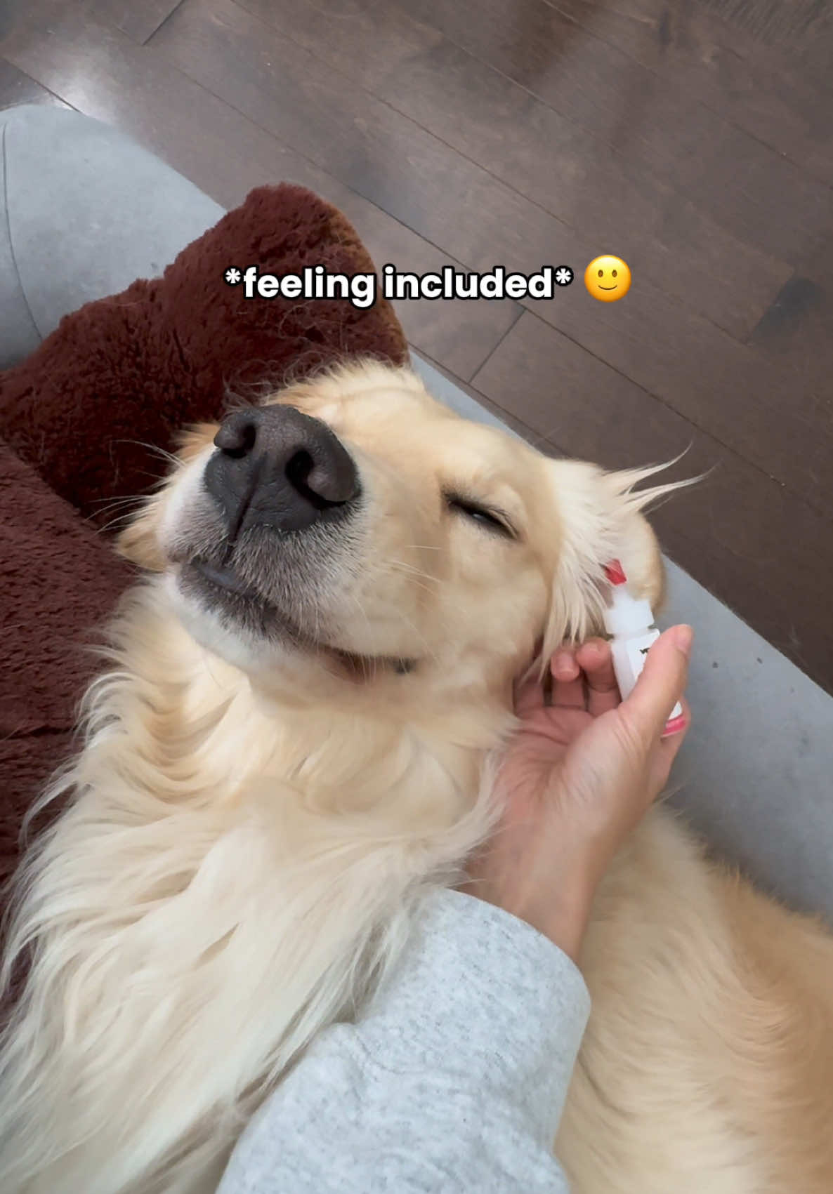 @Daisy & Maple the Goldens