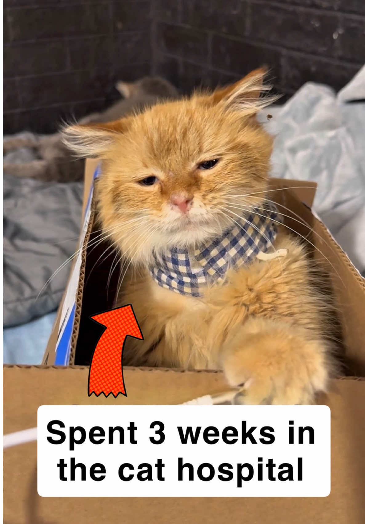 @first class whiskers