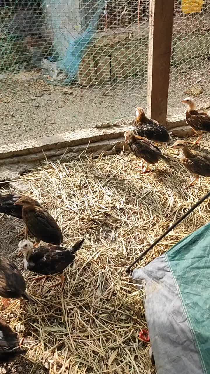 @RDDgamefowlbreeder
